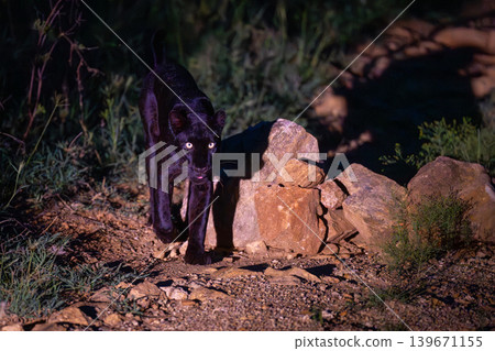 Black leopard walks past rocks at night Black leopard walks past rocks at night 139671155