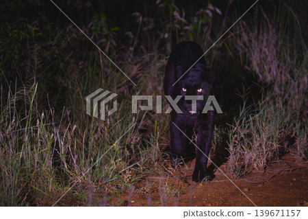 Black leopard walks toward camera at night 139671157