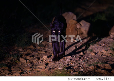 Black leopard walks toward camera casting shadow Black leopard walks toward camera casting shadow 139671158