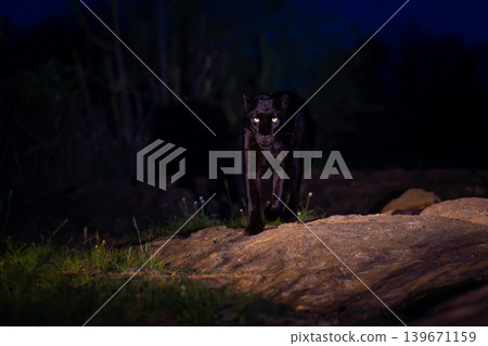 Black leopard walks toward camera over rock Black leopard walks toward camera over rock 139671159