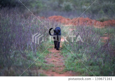 Black leopard walks towards camera along track 139671161