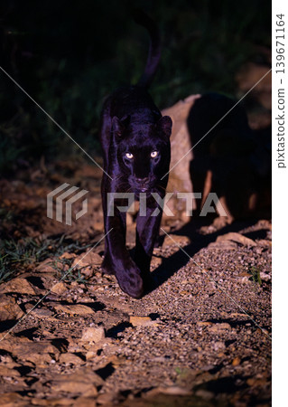 Black leopard walks towards camera casting shadow 139671164