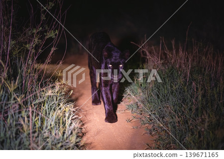Black leopard walks towards camera in darkness Black leopard walks towards camera in darkness 139671165