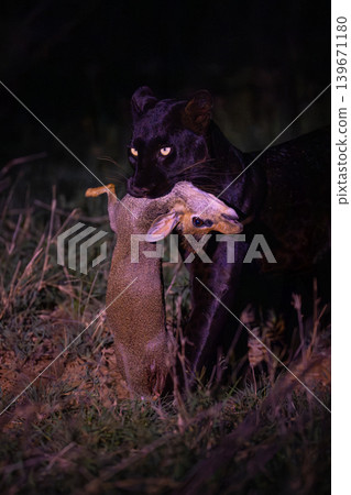 Close-up of black leopard carrying Guenther dik-dik Close-up of black leopard carrying Guenther dik-dik 139671180