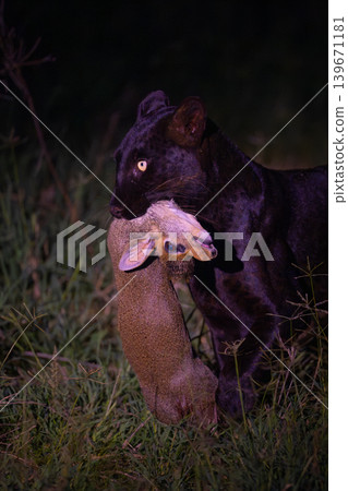 Close-up of black leopard holding Guenther dik-dik Close-up of black leopard holding Guenther dik-dik 139671181