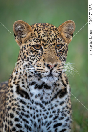 Close-up of male leopard cub showing catchlights Close-up of male leopard cub showing catchlights 139671188