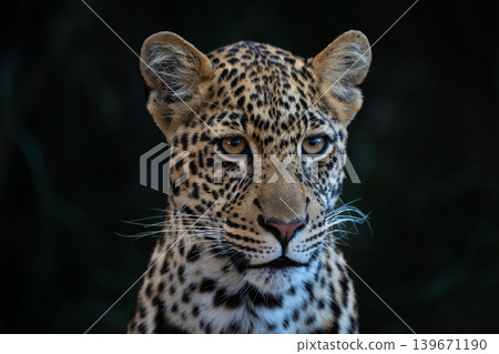 Close-up of male leopard cub with catchlights Close-up of male leopard cub with catchlights 139671190