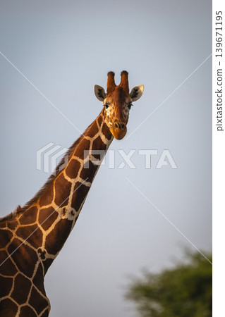 Close-up of reticulated giraffe turning towards camera 139671195
