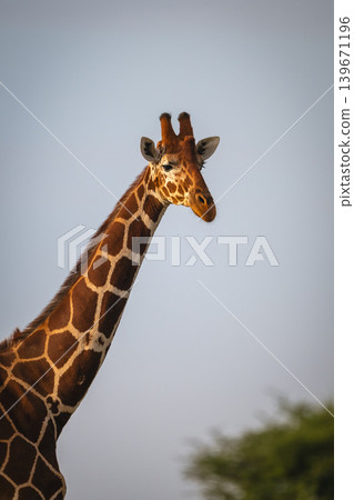 Close-up of reticulated giraffe under blue sky Close-up of reticulated giraffe under blue sky 139671196