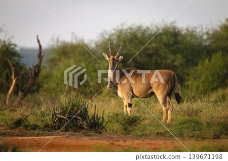 Common eland stands turning to watch camera 139671198