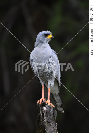 Eastern chanting goshawk on stump turning head 139671205