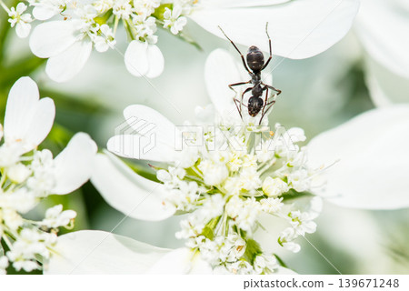Ants crawling back and forth on a white flower Ants crawling back and forth on a white flower 139671248