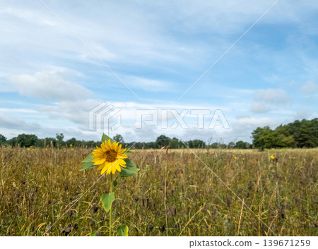 Sunflower in a field in Wendland, Germany Sunflower in a field in Wendland, Germany 139671259