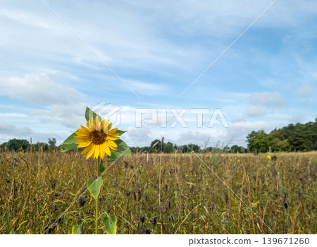 Sunflower in a field in Wendland, Germany Sunflower in a field in Wendland, Germany 139671260