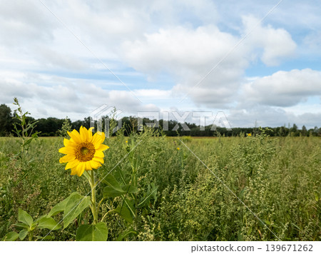 Sunflower in a field in Wendland, Germany Sunflower in a field in Wendland, Germany 139671262