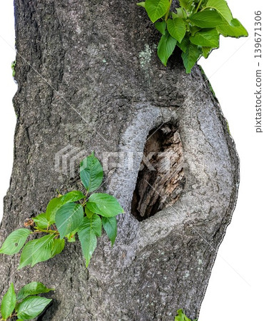 tree hollow tree hollow 139671306