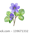 Spring flowers. Watercolor bouquet of purple flowers with green leaves. Hand drawn anemone hepatica, liverwort. Ideal for prints, stationery, wedding design, packaging and branding. 139671332