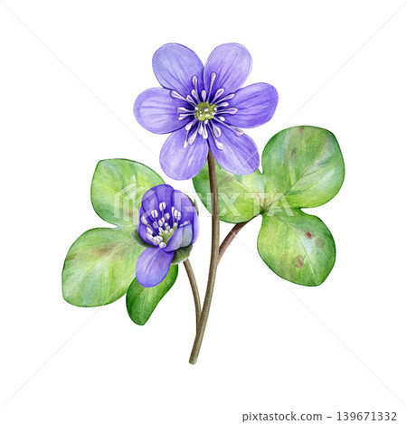 Spring flowers. Watercolor bouquet of purple flowers with green leaves. Hand drawn anemone hepatica, liverwort. Ideal for prints, stationery, wedding design, packaging and branding. 139671332