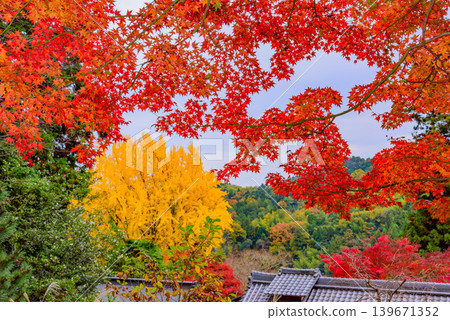 Kyoto, Jurinji Temple: The vibrant red maple leaves covering the sky and the vivid ginkgo tree create a beautiful autumn scene. Kyoto, Jurinji Temple: The vibrant red maple leaves covering the sky and the vivid ginkgo tree create a beautiful autumn scene. 139671352