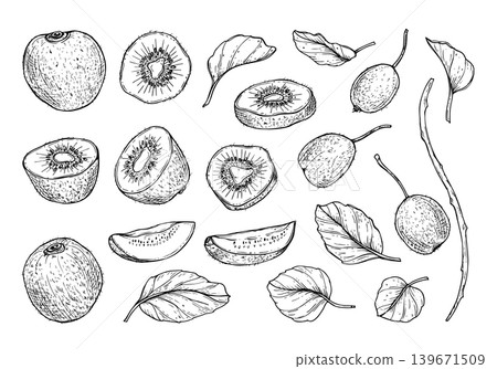 Hand drawn kiwi fruit with leaves set. Sketch of sliced and whole berry with seeds, foliage, branches. Black and white illustration for menu design, organic recipe or healthy food concept. Hand drawn kiwi fruit with leaves set. Sketch of sliced and whole berry with seeds, foliage, branches. Black and white illustration for menu design, organic recipe or healthy food concept. 139671509