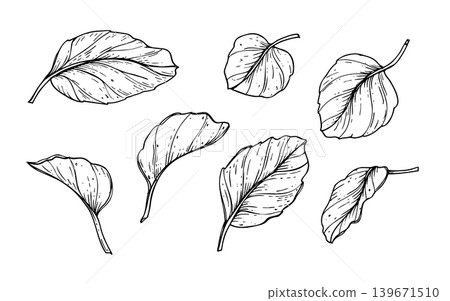 Black and white Actinidia or kiwi leaves line art collection. Hand drawn floral elements for design, scrapbook and invitation. Creative illustration for nature, garden and ecology theme. Black and white Actinidia or kiwi leaves line art collection. Hand drawn floral elements for design, scrapbook and invitation. Creative illustration for nature, garden and ecology theme. 139671510