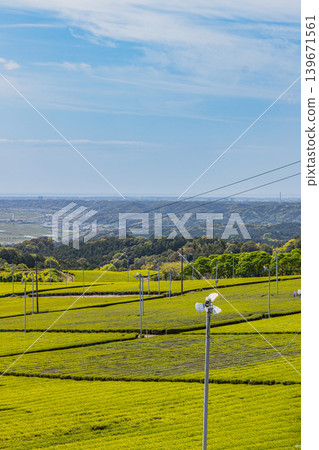 靜岡縣磐田市的茶園景觀 靜岡縣磐田市的茶園景觀 139671561