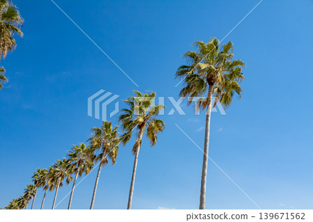 棕櫚樹在藍天的襯托下格外醒目(愛知縣蒲郡市西浦海濱公路) 棕櫚樹在藍天的襯托下格外醒目(愛知縣蒲郡市西浦海濱公路) 139671562