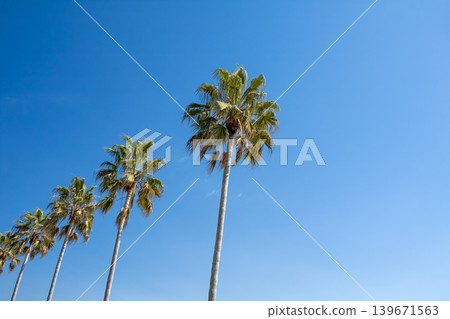 棕櫚樹在藍天的襯托下格外醒目(愛知縣蒲郡市西浦海濱公路) 棕櫚樹在藍天的襯托下格外醒目(愛知縣蒲郡市西浦海濱公路) 139671563