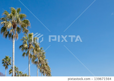 棕櫚樹在藍天的襯托下格外醒目(愛知縣蒲郡市西浦海濱公路) 棕櫚樹在藍天的襯托下格外醒目(愛知縣蒲郡市西浦海濱公路) 139671564