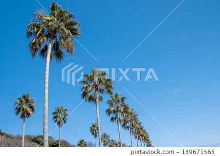 棕櫚樹在藍天的襯托下格外醒目(愛知縣蒲郡市西浦海濱公路) 棕櫚樹在藍天的襯托下格外醒目(愛知縣蒲郡市西浦海濱公路) 139671565