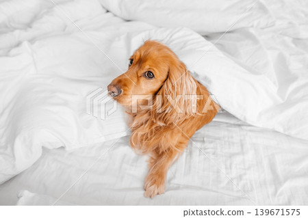 Cute cocker spaniel dog under white blanket on bed, cozy morning pet lifestyle concept Cute cocker spaniel dog under white blanket on bed, cozy morning pet lifestyle concept 139671575