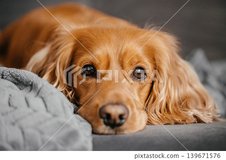 Cute cocker spaniel resting on cozy blanket, close up pet portrait at home Cute cocker spaniel resting on cozy blanket, close up pet portrait at home 139671576