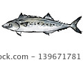 新鮮西班牙鯖魚 139671781
