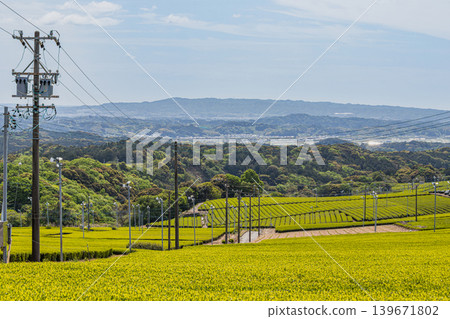 靜岡縣磐田市的茶園景觀 139671802