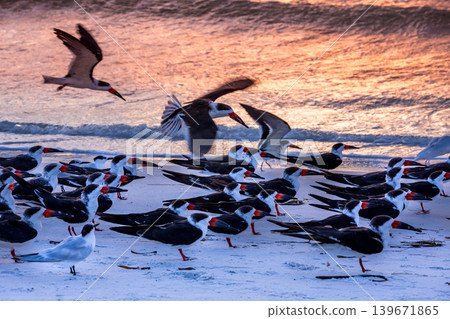 oystercatchers seabirds on a beach oystercatchers seabirds on a beach 139671865