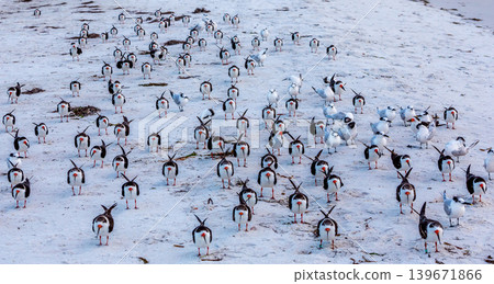 oystercatchers seabirds on a beach oystercatchers seabirds on a beach 139671866