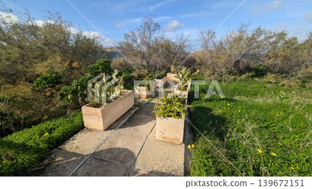 Townscape of local cactuses and plants in rectangular flower pots on the sidewalk Townscape of local cactuses and plants in rectangular flower pots on the sidewalk 139672151