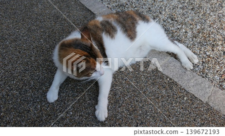 Cat Cat 139672193