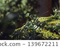 Green moss and wild plants on forest rock in warm spring sunlight. Natural woodland macro background with bokeh, nature and ecology concept 139672211