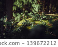 Green moss and wild plants on forest rock in warm spring sunlight. Natural woodland macro background with bokeh, nature and ecology concept 139672212