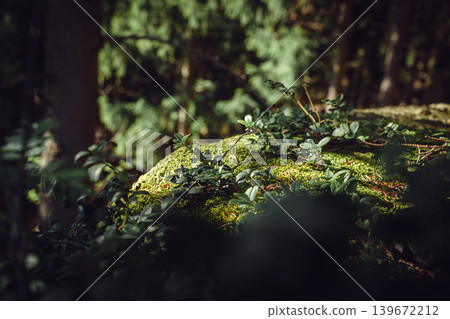 Green moss and wild plants on forest rock in warm spring sunlight. Natural woodland macro background with bokeh, nature and ecology concept Green moss and wild plants on forest rock in warm spring sunlight. Natural woodland macro background with bokeh, nature and ecology concept 139672212