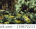 Green moss and wild plants on forest rock in warm spring sunlight. Natural woodland macro background with bokeh, nature and ecology concept 139672213