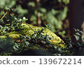 Green moss and wild plants on forest rock in warm spring sunlight. Natural woodland macro background with bokeh, nature and ecology concept 139672214