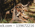 Broken spruce tree fallen by strong wind in sunny spring forest. Nature destruction and resilience concept, environmental damage woodland background 139672216