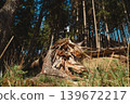 Broken spruce tree fallen by strong wind in sunny spring forest. Nature destruction and resilience concept, environmental damage woodland background 139672217