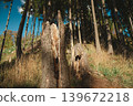 Broken spruce tree fallen by strong wind in sunny spring forest. Nature destruction and resilience concept, environmental damage woodland background 139672218