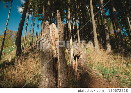 Broken spruce tree fallen by strong wind in sunny spring forest. Nature destruction and resilience concept, environmental damage woodland background Broken spruce tree fallen by strong wind in sunny spring forest. Nature destruction and resilience concept, environmental damage woodland background 139672218