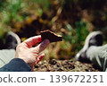 Man holding chocolate biscuit in forest. Outdoor snack break with blurred green nature background, food and relaxation concept 139672251
