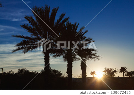 The silhouettes of palm trees against the twilight sky: Orlando sunset The silhouettes of palm trees against the twilight sky: Orlando sunset 139672435