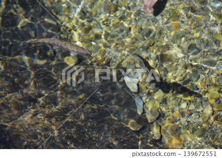 櫻桃鮭魚和清澈見底的水 139672551